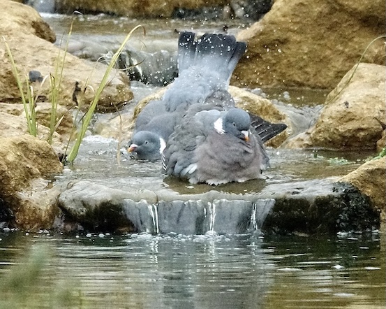 woodpigeon